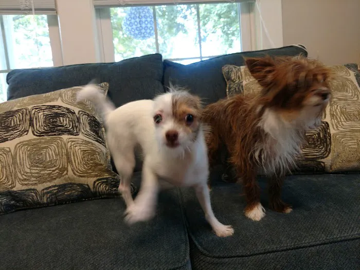 Integrative Animal Health Picture 3