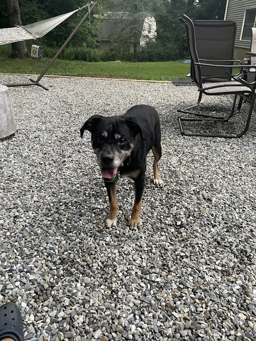 Cutting Edge Veterinary Surgery, PC Picture 2