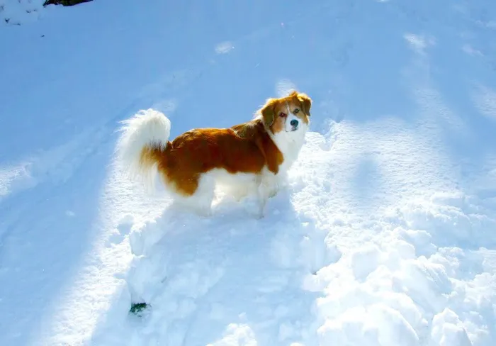 Cutting Edge Veterinary Surgery, PC Picture 1