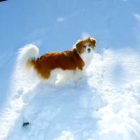 Cutting Edge Veterinary Surgery, PC ico