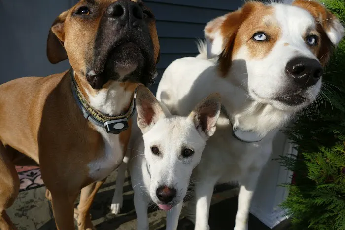 Fieldstone Veterinary Care Picture 6