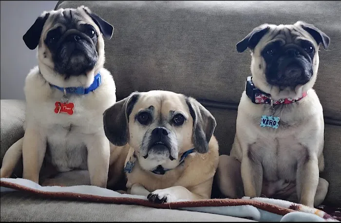 Fieldstone Veterinary Care Picture 1