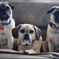 Fieldstone Veterinary Care ico