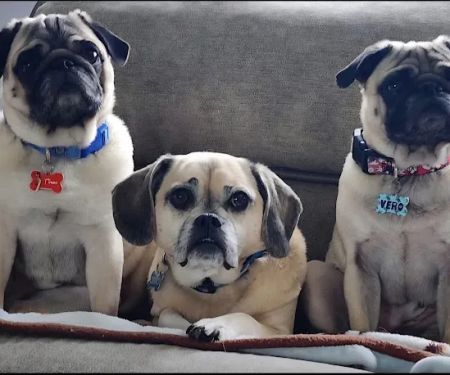 Fieldstone Veterinary Care