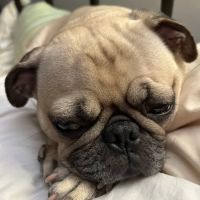 New Fairfield Animal Hospital ico