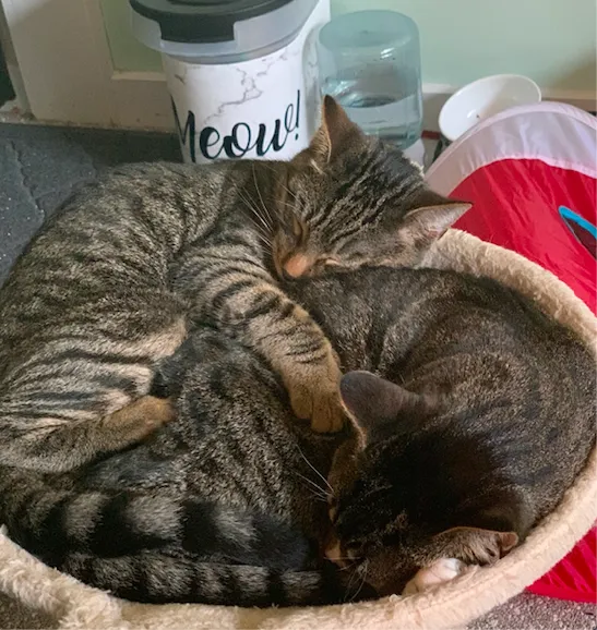 Kent Animal Clinic Picture 2