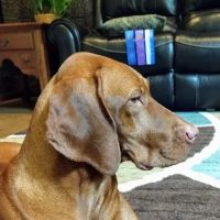 PatterPaws Animal Hospital ico