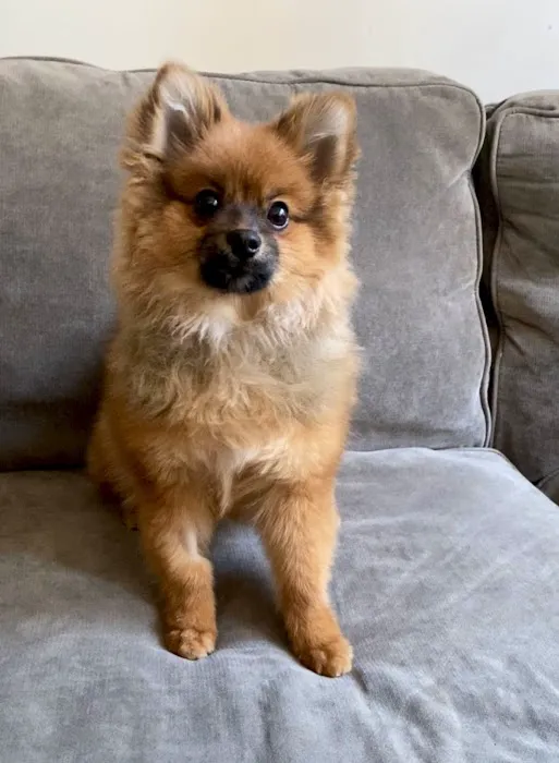 PatterPaws Animal Hospital Picture 7