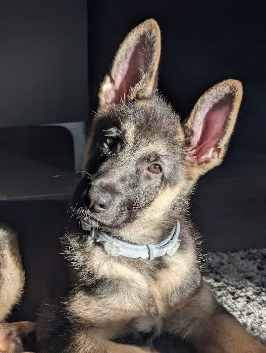 Pet Orlando Picture 6