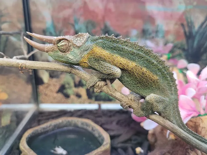 Hector's Pet Store Picture 5