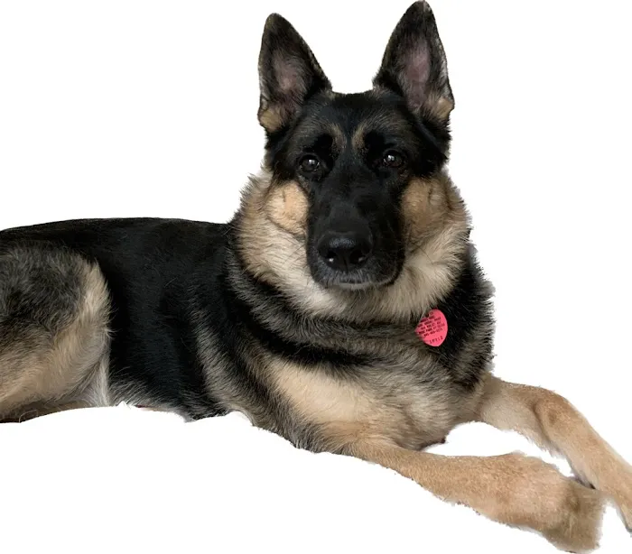 Community Animal Care Picture 1