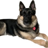 Community Animal Care ico