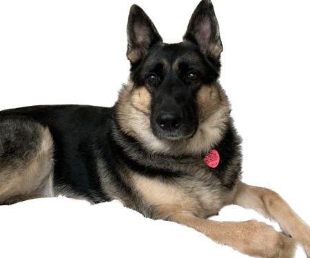 Community Animal Care