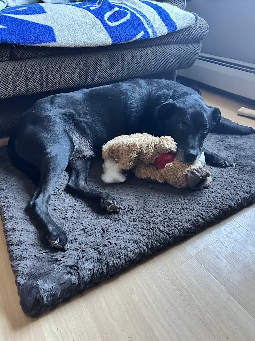 Community Animal Care Picture 2