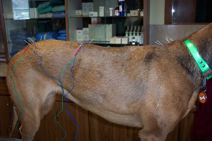 Community Animal Care Picture 9