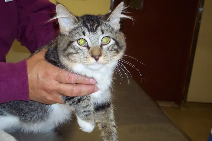 Community Animal Care Picture 6