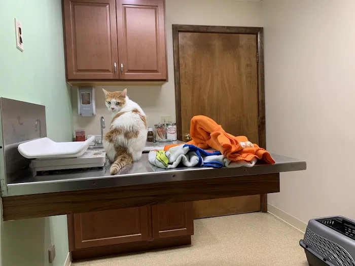 Community Animal Care Picture 10