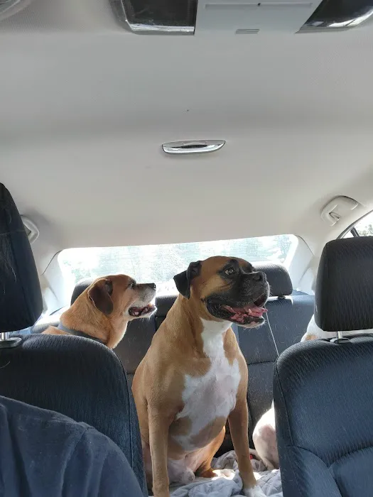 Community Animal Care Picture 3