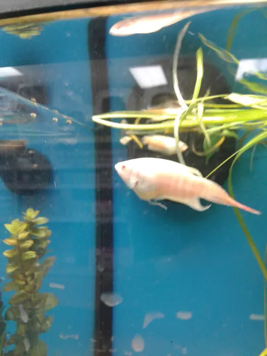 Pet Supermarket Picture 3