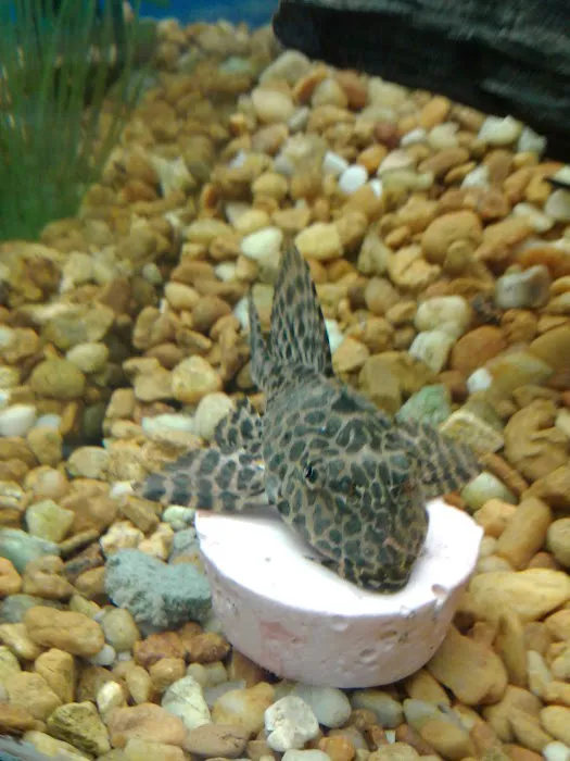 Pet Supermarket Picture 4