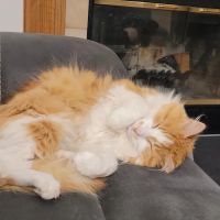 Cedarknoll Animal Hospital ico