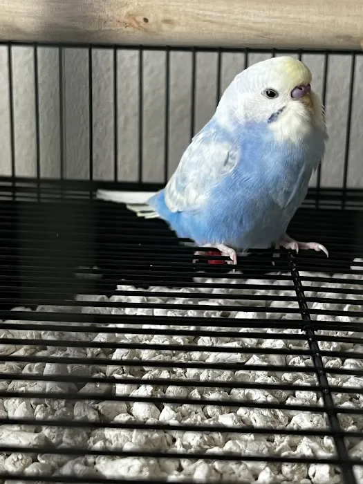 The Bird Store Picture 8