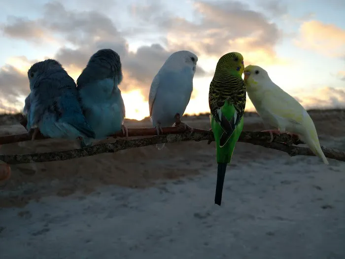 The Bird Store Picture 1