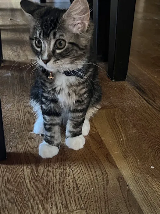 The Animal Rights Alliance Inc. (T.A.R.A.) Picture 10