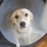 The Animal Rights Alliance Inc. (T.A.R.A.) ico