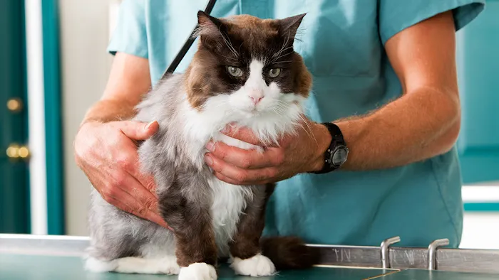 Animal Clinic Of Tower Drive Picture 10