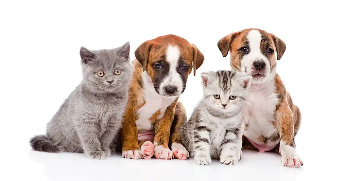 Animal Clinic Of Tower Drive Picture 4