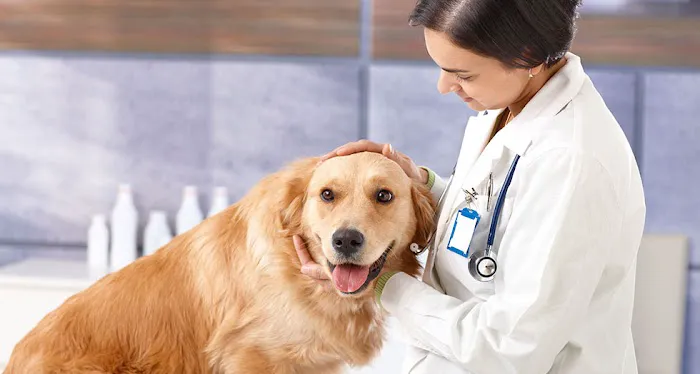 Animal Clinic Of Tower Drive Picture 5