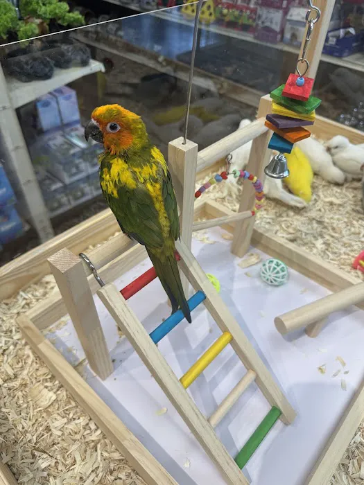 Love Bird Pet Store Picture 8