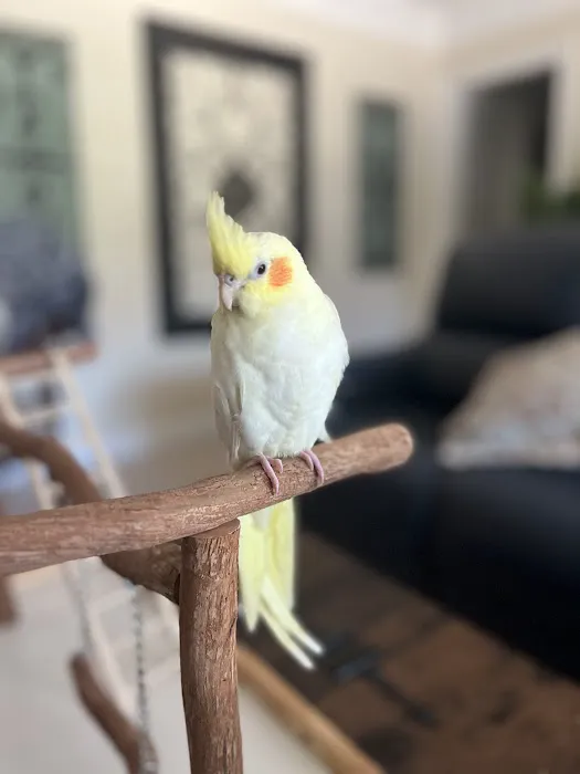 Love Bird Pet Store Picture 3