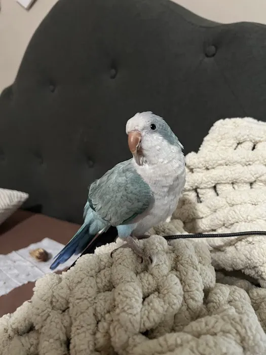 Love Bird Pet Store Picture 2