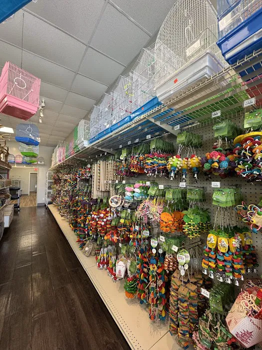Love Bird Pet Store Picture 7