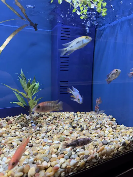 Love Bird Pet Store Picture 6
