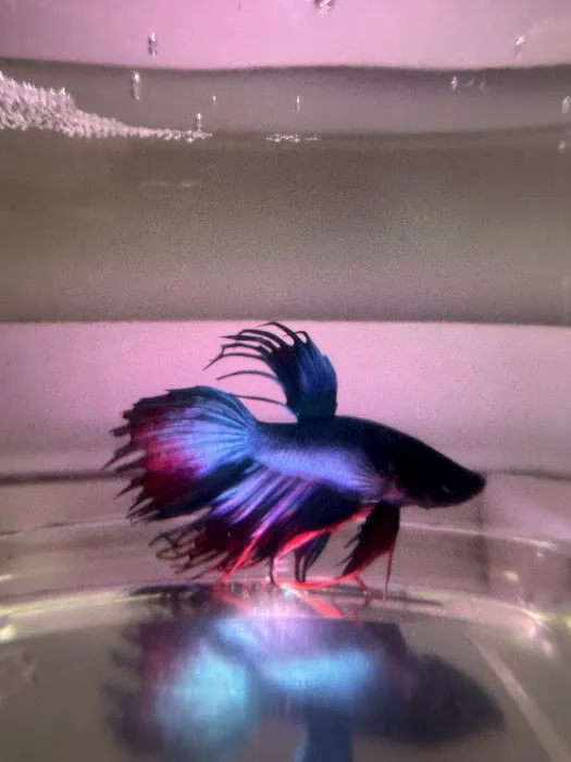 Love Bird Pet Store Picture 4
