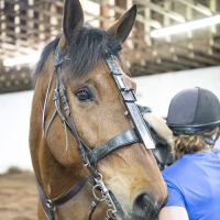 Pine Bush Equine Services and Veterinary Hospital ico