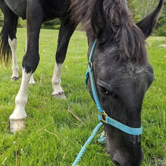 Pine Bush Equine Services and Veterinary Hospital Picture 9