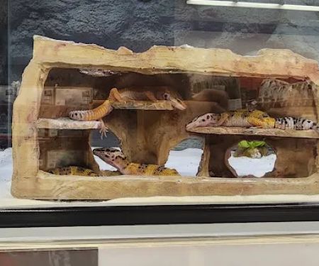 Petco
