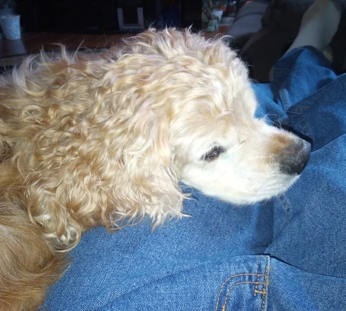 VCA Pine Bush Animal Hospital Picture 6