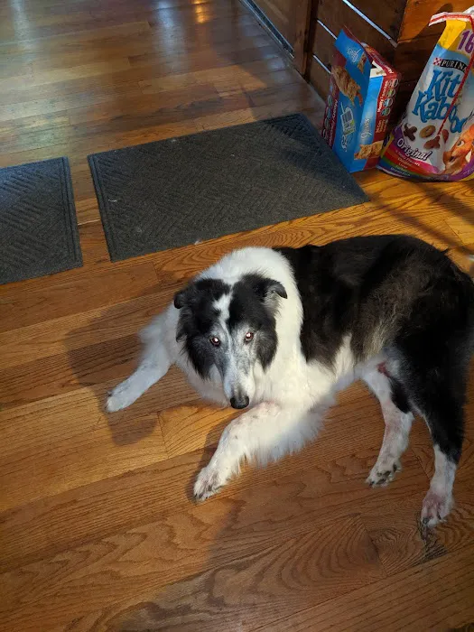 VCA Pine Bush Animal Hospital Picture 5