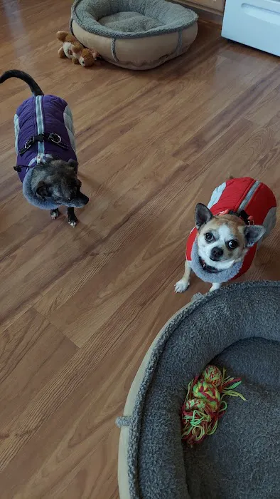 VCA Pine Bush Animal Hospital Picture 4