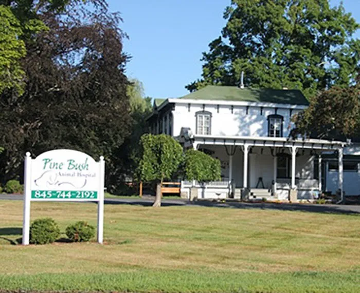 VCA Pine Bush Animal Hospital Picture 10