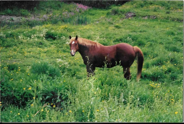 Mid Hudson Equine Vet Services Picture 1