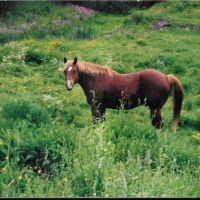 Mid Hudson Equine Vet Services ico