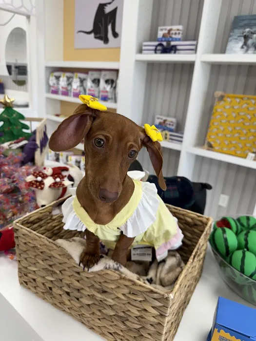 The Pawtastic Pet Shop Picture 4