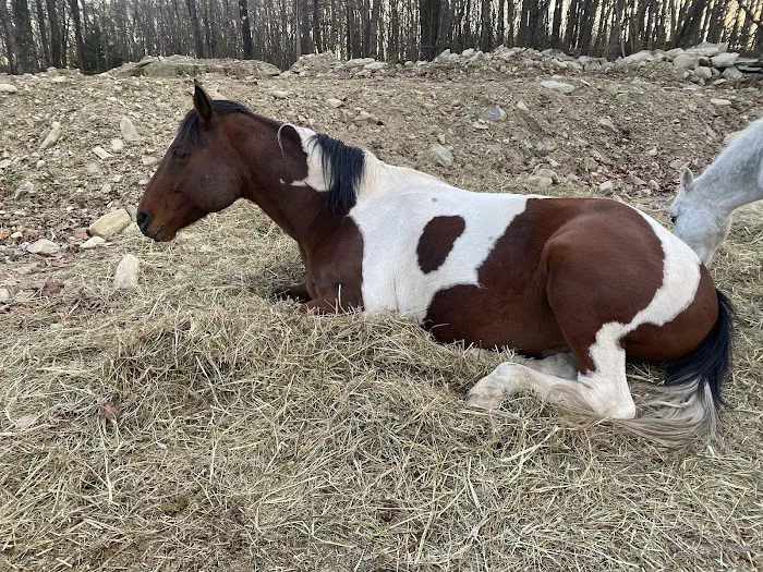 Gardiner Animal Hospital Picture 6