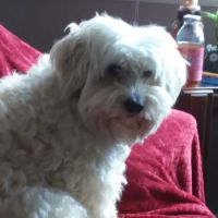 Gardiner Animal Hospital ico